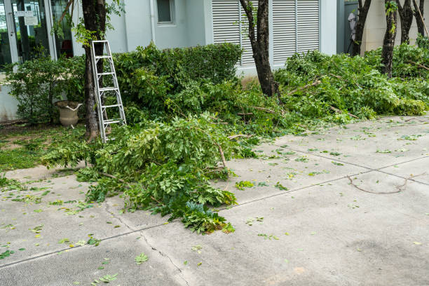 Professional Tree Service in Williston, FL